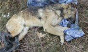 Өскемен тұрғыны қала маңынан 20 иттің өлексесін тапты