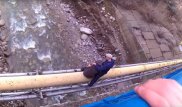 Алматы облысында көпірден секірмекші болған қызды құтқару сәті видеоға түсірілді