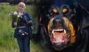 Шымкентте әйел адамды талап өлтірген иттің көзі жойылды