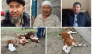 Ақтөбе облысындағы бір ауылда малдар белгісіз аурудан жаппай қырылып жатыр
