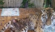 Алматы зообағындағы Құралай есімді жолбарыс өліп қалды