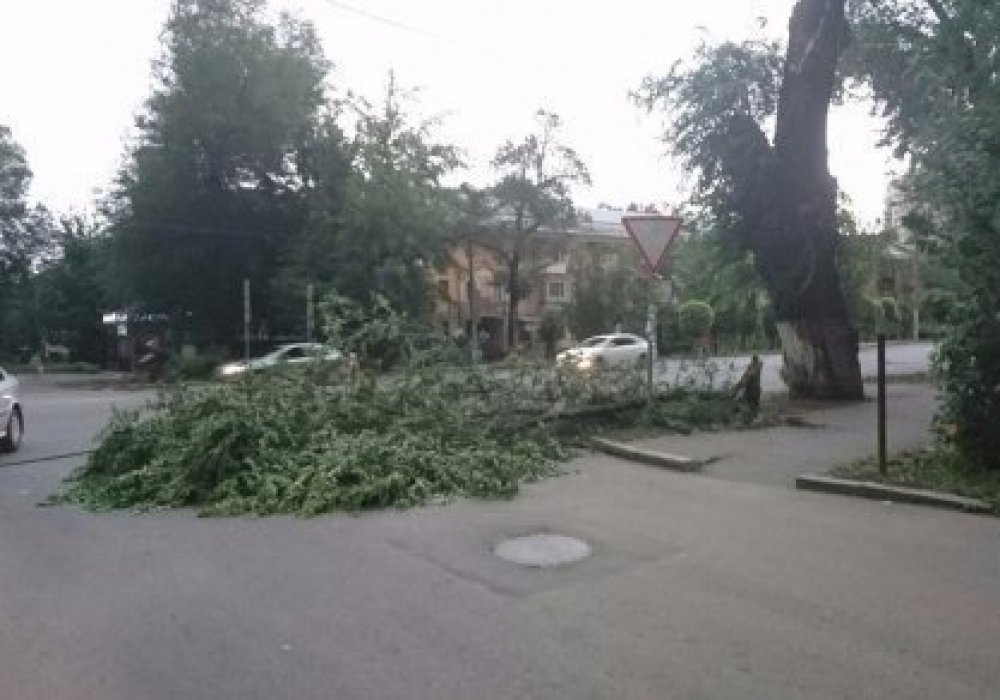Алматыда дауыл кезінде 16 ағаш көліктерге құлаған