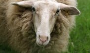 Пара ретінде қой алған полицейлерге 3,5 миллион теңге көлемінде айыппұл салынды