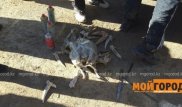 БҚО-да киіктің мүйіздерін жоғалтқан тергеуші сотталды
