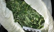 Жамбыл облысының тұрғыны марихуананы тонналап сақтаған