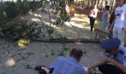 ҚазҰУ студентіне ағаш құлап кетті: Қыздың жағдайы мүшкіл
