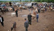 Алматы облысында малын 6 миллион теңгеге сатып, үйіне оралмаған ағайынды 3 жігіт табылмай жатыр