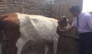 Атырау облысы тұрғындарына нодулярлы дерматиттен өлген малдарының өтемақысы төлене бастады