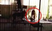 Мысырда арыстан жұрттың алдында ер адамды талап өлтірді