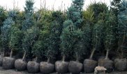 Ресейден 500 дана шырша ағашын заңсыз кіргізбек болған қазақстандық ұсталды