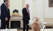 Путиннің иті Юмэ жапон журналистерін шошытты