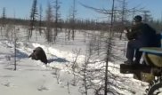 Якутияда аюды жүк көлігімен басып өлтіргендердің кім екені анықталды