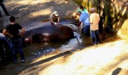 Сальвадорда жалғыз су сиырды зообақта ұрып өлтірген