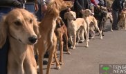 Павлодар облысында әкімдіктегілер тазы иттерді атып кеткен