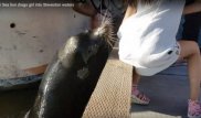 Қызды суға тартып әкеткен теңіз арыстаны оған ауру жұқтырған