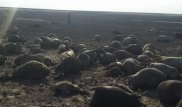 Қостанай облысында 1 500 қой қойшысымен бірге өртеніп кеткен