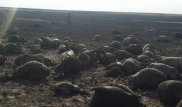 1 500 қойымен өртеніп кеткен шопанның артында сегіз баласы қалды
