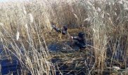 Қостанай облысында жоғалған кәсіпкердің денесі қамыстың арасынан табылды