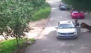Анасын жолбарыс шабуылдап өлтірген қыз сафари-саябақ әкімшілігінен 235 мың АҚШ долларын талап етті