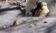 Аллигаторлар мұзға қатып, жарғанаттардың миы қайнап жатыр