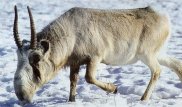 Қызылордалық полицейлер браконьерлікпен айналысқандарды ұстады