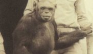 Америкалық ғалымдар 100 жыл бұрын адам мен маймылды будандастырған