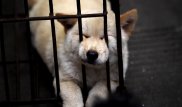 Олимпиадаға келген туристерге Пхенчхан мейрамханалары ит етінінен тағамдар ұсынады