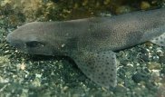 Ұлыбританиялық азамат бақшасынан акула тауып алды