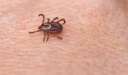 Жамбыл облысында 29 жастағы әйел қырым қанды безгегін жұқтырды
