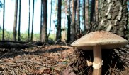 Иранда мыңдаған адам саңырауқұлақтан уланып, 15 адам көз жұмды