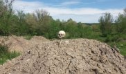Өскеменде қоқыс үйіндісінен адам сүйектері табылды