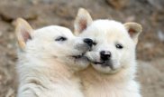 Оңтүстік Кореяда иттерді тамақ үшін өлтіруге тыйым салынды