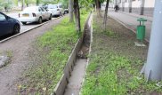 Алматыда арықтан табылған қызды өлтірді деген күдікті ұсталды