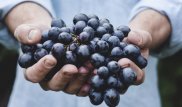 Ғалымдар жүзімнің өкпе қатерлі ісігіне қарсы пайдасын анықтады