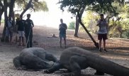 Индонезияда алып варандардың айқасы видеоға түсірілді