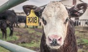Қарағанды облысында үш топ барымташылар ұсталды