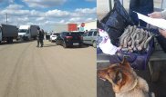 148 киік мүйізін Ресейге алып өтпек болған өзбекстандық ұсталды