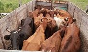 Алматы облысында бір жарым айда мал ұрлығына қатысы бар 110 адам ұсталды