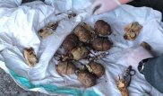 Алматы облысында үш адам жарылғыш заттарды сатпақ болған