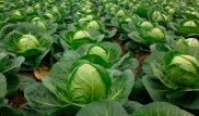 Түркістан облысында қырыққабат өндірісі артып келеді
