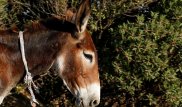 Алматы облысында 10 есек ұрлап, сатпақшы болған ер адам ұсталды