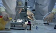 Ғалымдар алғаш рет адам бауырын ГМА көмегімен зертханада өсірді