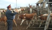 Шымкенттік ерлі-зайыптылар мал ұрлығымен айналысқан