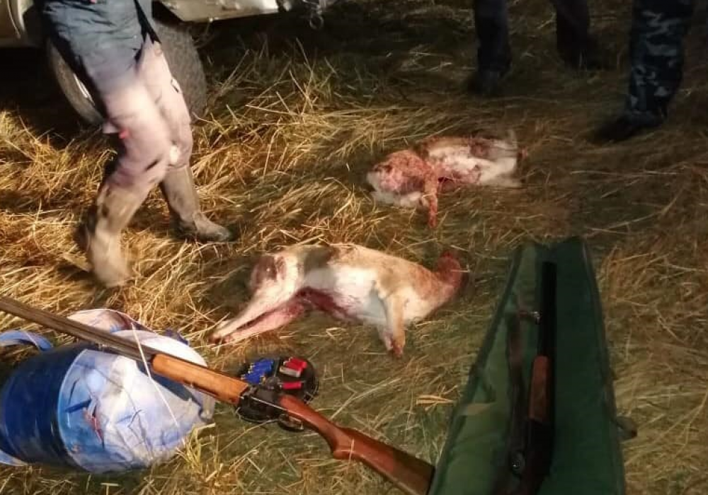 Жамбыл облысында қарақұйрық атқандар ұсталды