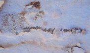Маңғыстауда 40 миллион жыл бұрын өмір сүрген акуланың қаңқасы табылды - Ғалым