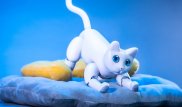 Қытайда эмоциясын көрсете алатын робот-мысық ойлап тапты