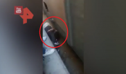 Ер адам пойыздың астына түсіп кеткен баланы құтқарды - видео