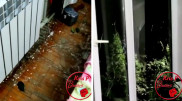 Алматыда түн ішінде балғамен көліктерді қиратқан тұрғын ұсталды