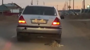 Оралда итті көлігіне байлап, көшеде сүйреген жүргізуші жазадан құтылды