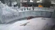 Шешесі зообақта өз баласын аюдың торына лақтырып жіберген - видео